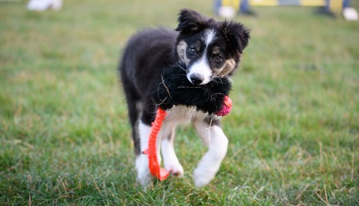 Collie puppy holding toy in mouth