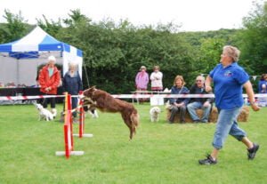 Agility handler and collie taking off over jump