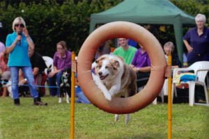 Collie jumping through agility tyre