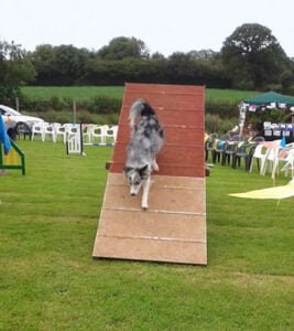 Collie coming down from agility A-Frame