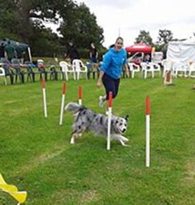 Dog doing agility weaves