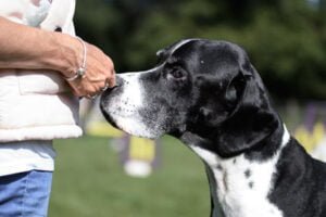 Pointer sniffing owner's hand