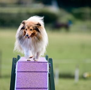 Sheltie going over agility dog walk