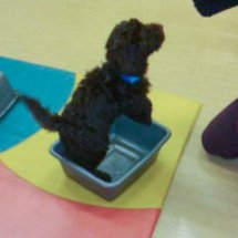 Puppy in washing up bowl