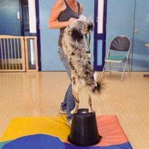 Dog jumping at owner whilst on bucket