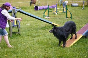 Belgian Groenendael waiting at end of agility see-saw